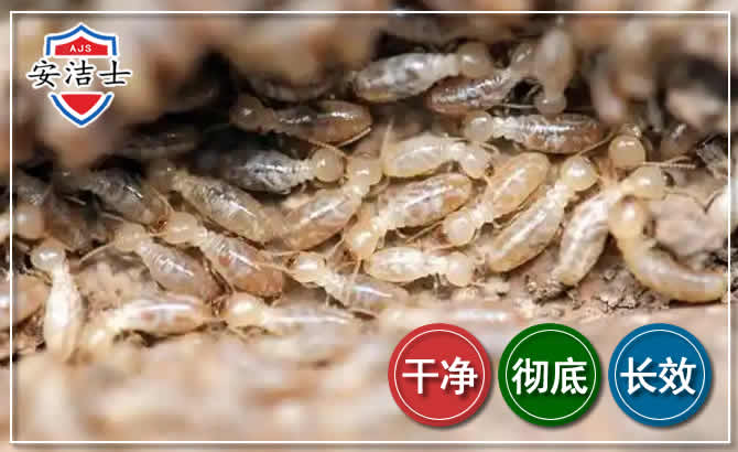 平阳白蚁防治