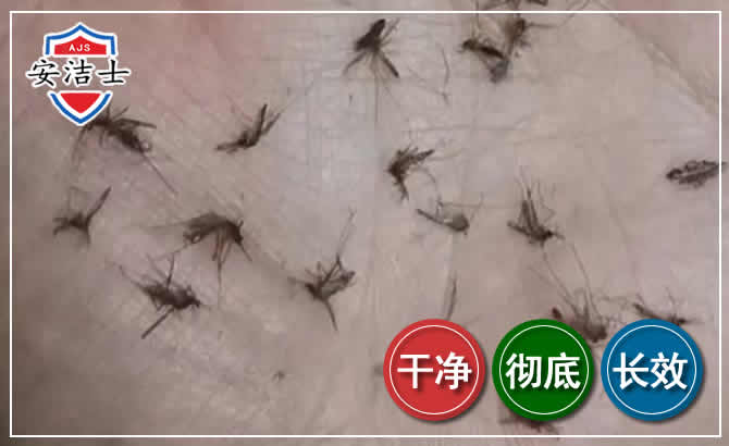 平阳蚊子防治-灭蚊