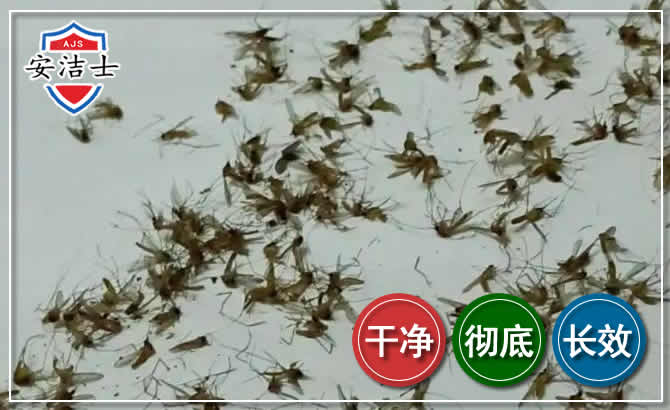 平阳苍蝇防治-灭蝇