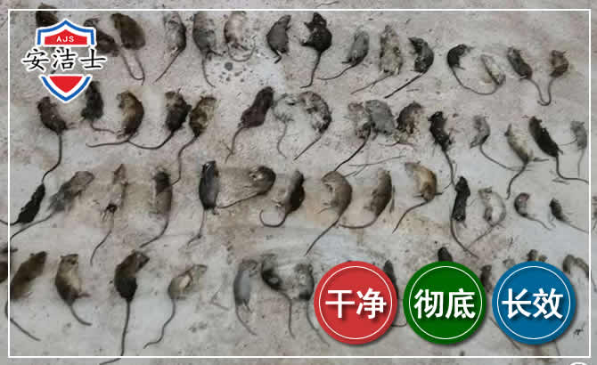平阳鼠害防治-灭鼠