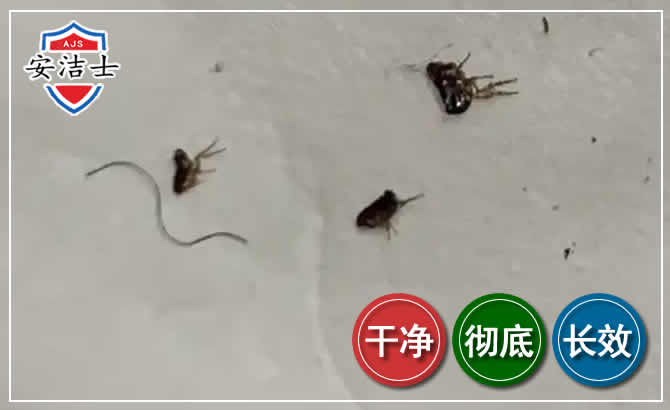 平阳跳蚤防治-灭跳蚤
