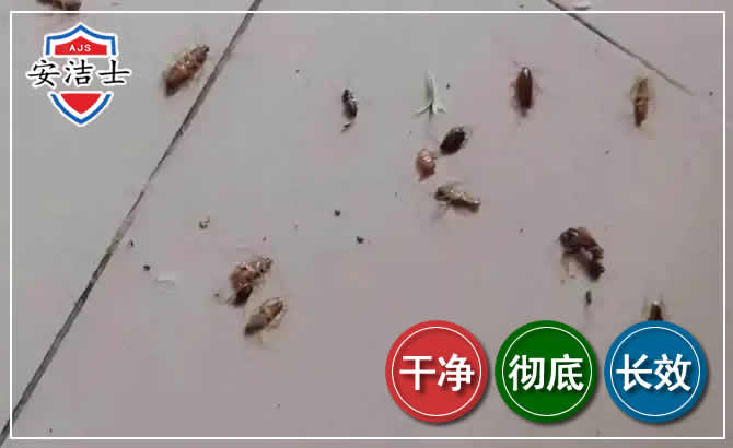 平阳蟑螂防治-灭蟑螂