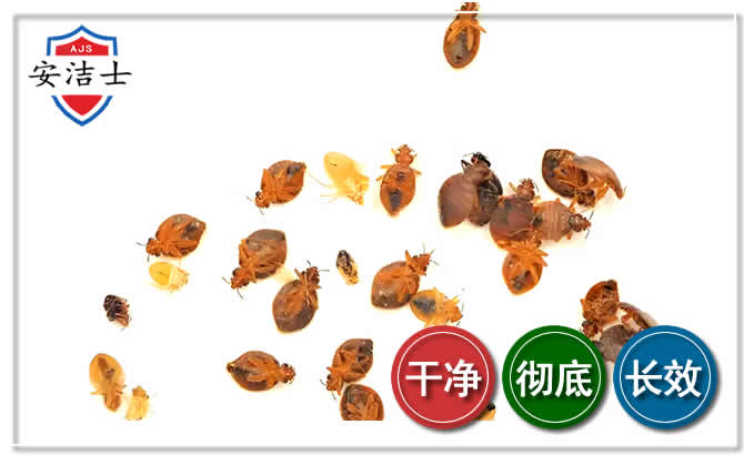平阳臭虫防治-消灭臭虫